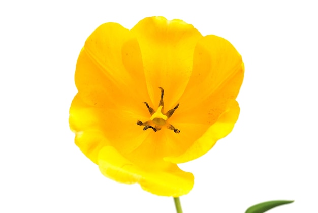 Bellissimo fiore di tulipano giallo isolato su sfondo bianco. Disposizione piatta, vista dall'alto