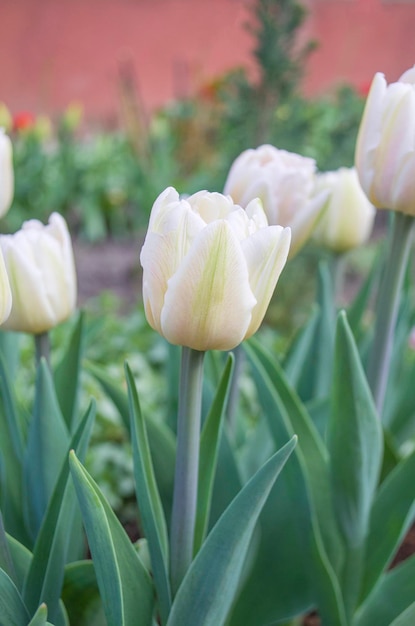 Bellissimo fiore di tulipano in giardino con sfondo sfocato