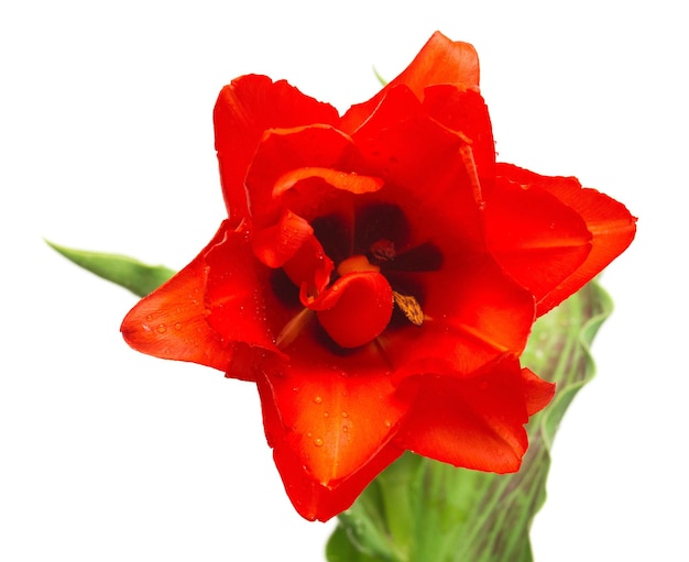 Bellissimo fiore di tulipano rosso isolato su sfondo bianco. Disposizione piatta, vista dall'alto