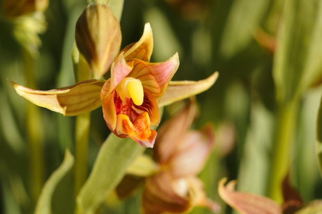 Bellissimo fiore Epipactis gigantea in un giardino