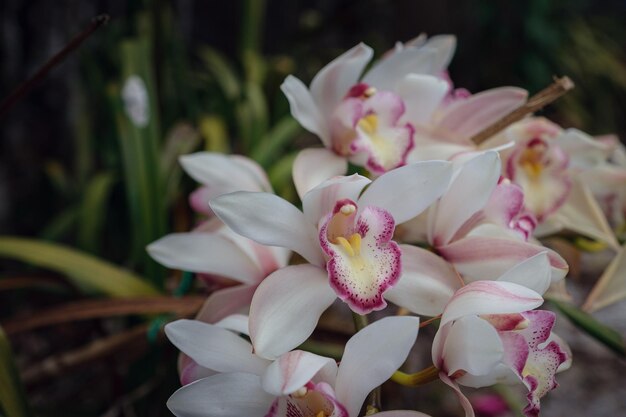 Bellissimo fiore esotico orchidea in una serra in Thailandia