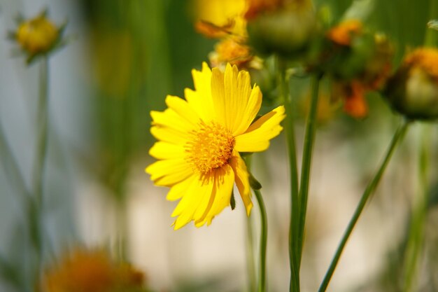 Bellissimo fiore giallo alla luce di una macrofotografia di una giornata di sole Messa a fuoco selettiva a bassa profondità