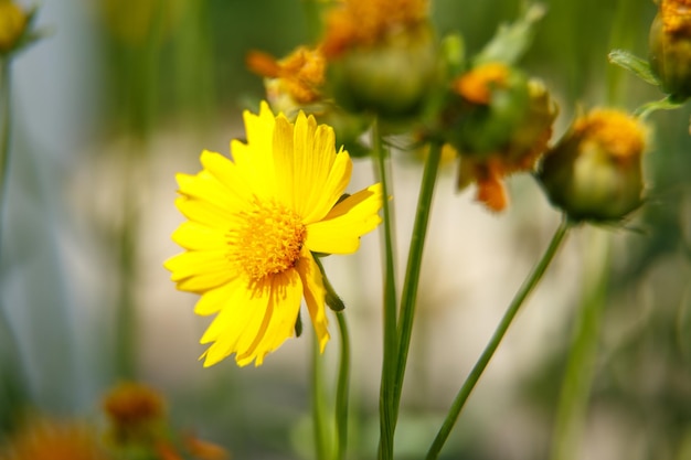 Bellissimo fiore giallo alla luce di una macrofotografia di una giornata di sole Messa a fuoco selettiva a bassa profondità