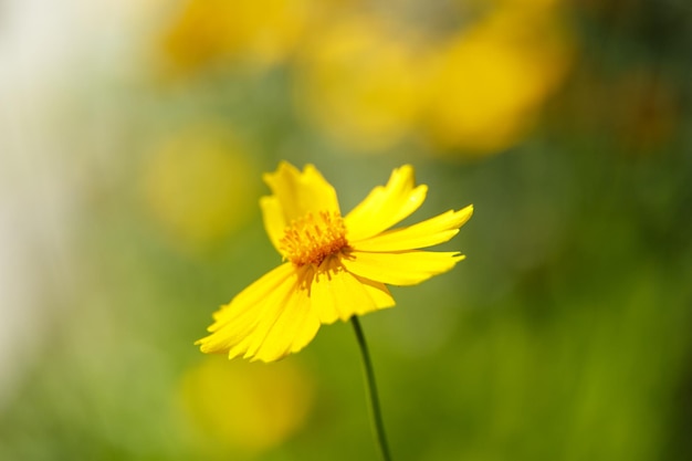 Bellissimo fiore giallo alla luce di una macrofotografia di una giornata di sole Messa a fuoco selettiva a bassa profondità