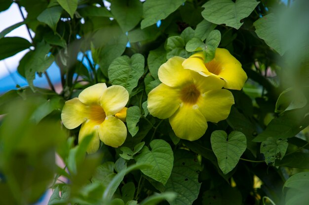 Bellissimo fiore giallo allamanda cathartica Fiore nell'albero del giardino