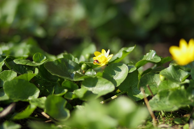 Bellissimo fiore giallo brillante in giardino. Piccoli fiori gialli che crescono da erbe verdi