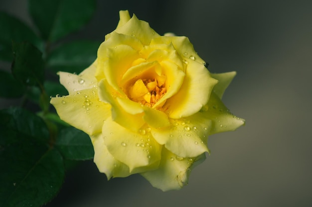 Bellissimo fiore giallo con gocce di pioggia lascia lo sfondo Carta da parati della natura