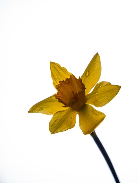 Bellissimo fiore giallo daffodil su sfondo cielo sfocato in primo piano in stile minimal Biglietto d'auguri in fiore per la natura primaverile