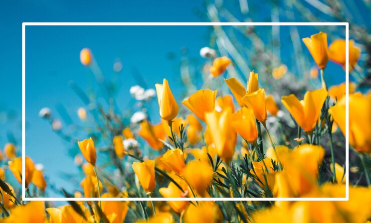 Bellissimo fiore giallo deisg