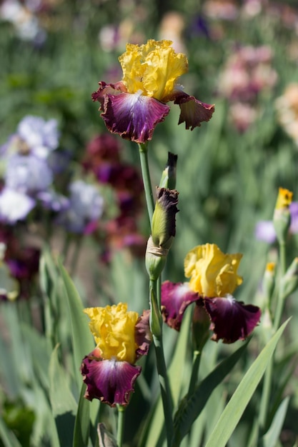 Bellissimo fiore giallo dell'iride che cresce nel giardino