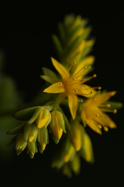 Bellissimo fiore giallo di una pianta succulenta