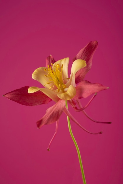 Bellissimo fiore giallo e rosa su sfondo rosa brillante