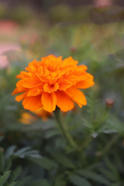 Bellissimo fiore giallo e rosso.