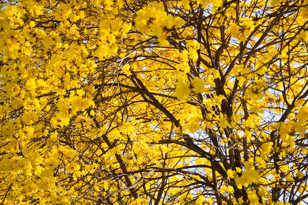 Bellissimo fiore giallo estate fiore, stock photo