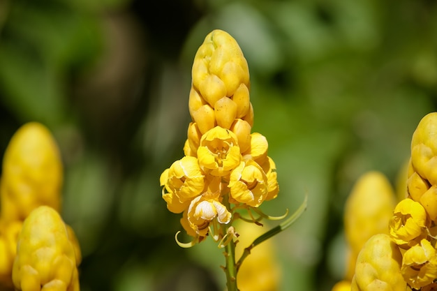 Bellissimo fiore giallo in campagna nell'estate tropicale del Brasile