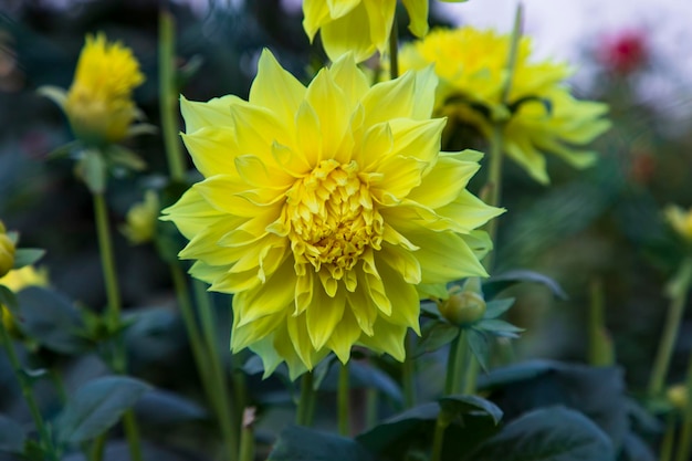 Bellissimo fiore giallo in fiore Dahlia nell'albero del giardino