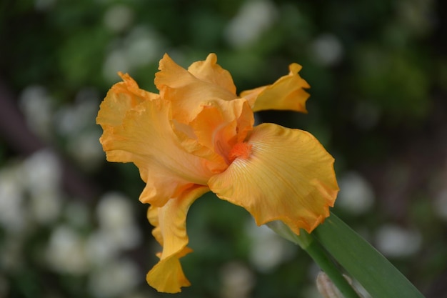 Bellissimo fiore giallo in giardino