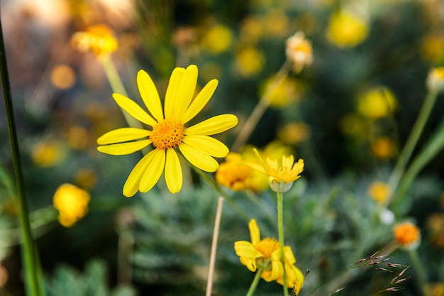 Bellissimo fiore giallo nel campo