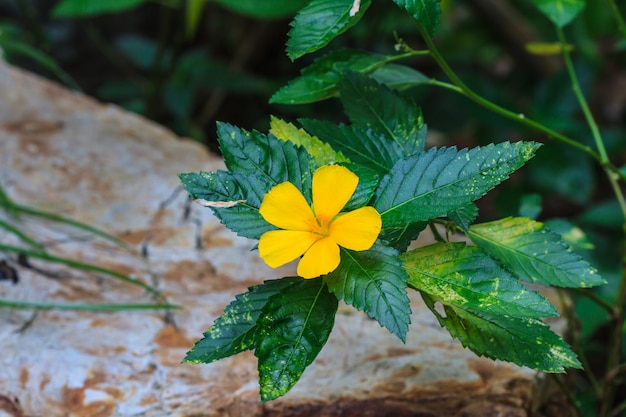 Bellissimo fiore giallo nella foresta