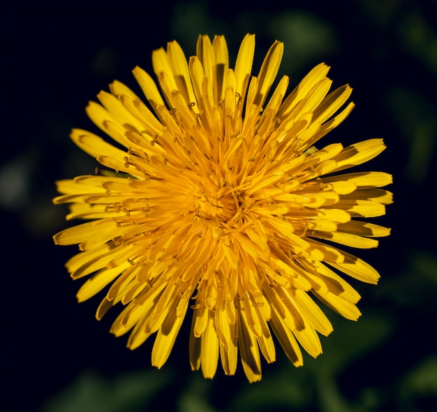 bellissimo fiore giallo