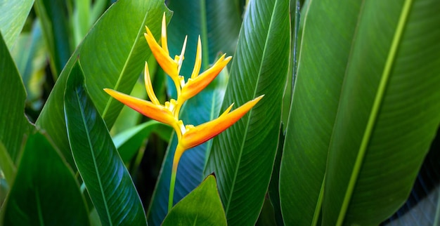 Bellissimo fiore Heliconia su sfondo natura foglia tropicale chiaro e scuro