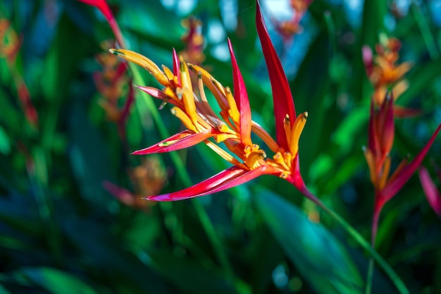 Bellissimo fiore Heliconia su sfondo natura foglia tropicale chiaro e scuro