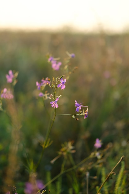 Bellissimo fiore in campo sullo sfondo del tramonto