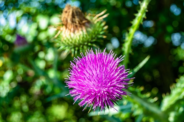 Bellissimo fiore in crescita radice bardana cardo su sfondo prato foto consistente dalla crescita fiore radice bardana cardo al prato erba crescente fiore radice bardana cardo a prato campagna