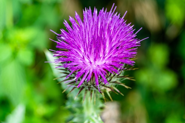 Bellissimo fiore in crescita radice bardana cardo su sfondo prato foto consistente dalla crescita fiore radice bardana cardo al prato erba crescente fiore radice bardana cardo a prato campagna