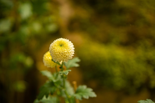 bellissimo fiore in giardino e passerella