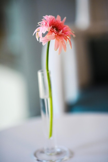 Bellissimo fiore in un bicchiere d'acqua