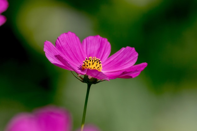 Bellissimo fiore kosmeya nel giardino