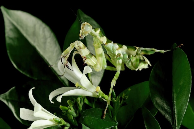 Bellissimo fiore mantis fasciato su foglie con sfondo nero