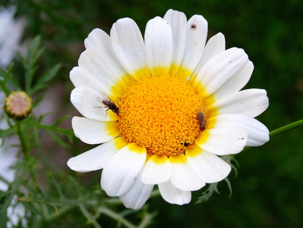 Bellissimo fiore margherita comune