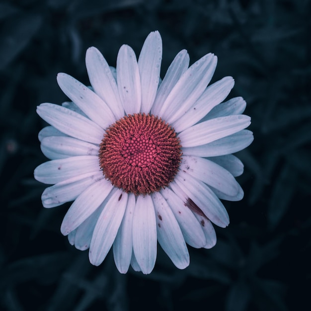 bellissimo fiore margherita in giardino in primavera