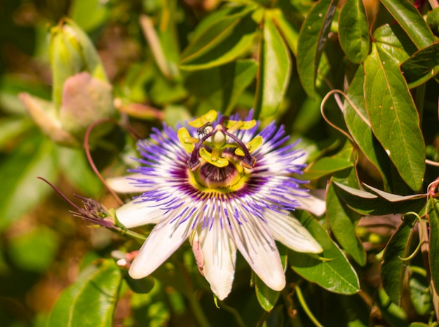 Bellissimo fiore piante fiore della passione (passiflora) primo piano in una giornata di sole