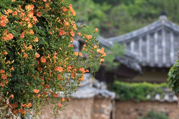 Bellissimo fiore rampicante a tromba all'inizio dell'estate