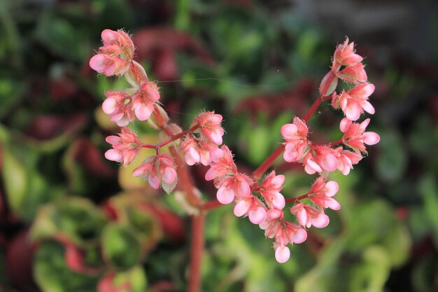 Bellissimo fiore rosa Begonia