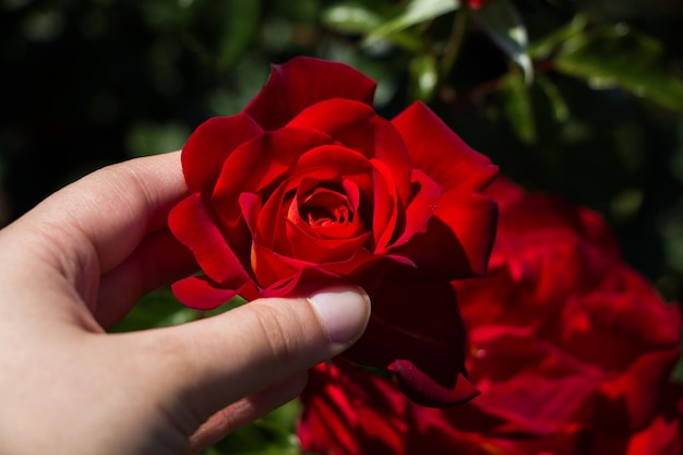 Bellissimo fiore rosa colorato in mano