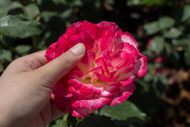 Bellissimo fiore rosa colorato in mano