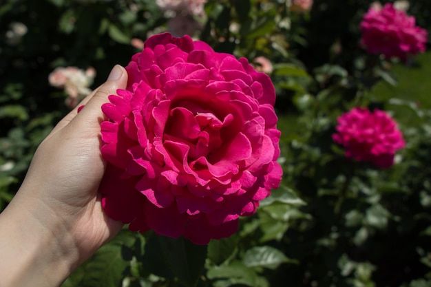 Bellissimo fiore rosa colorato in mano