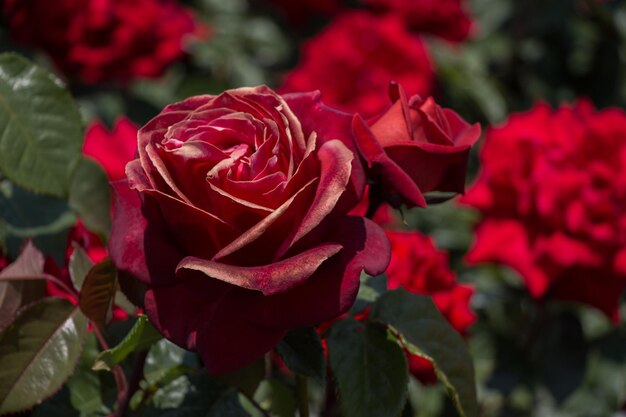 Bellissimo fiore rosa colorato sullo sfondo del giardino