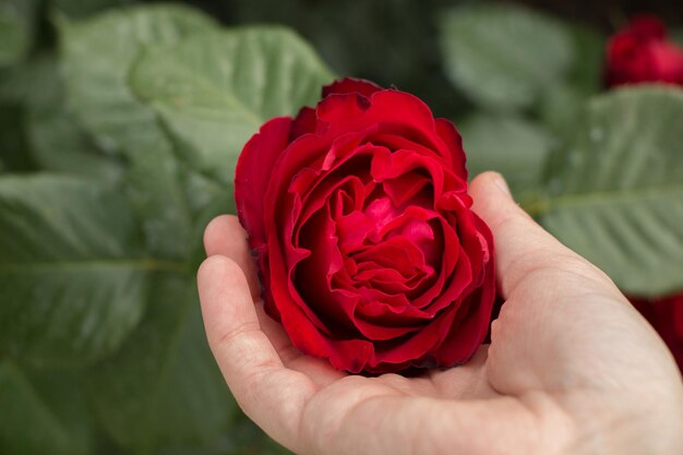 Bellissimo fiore rosa colorato