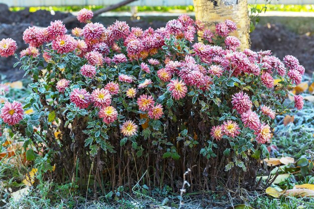 Bellissimo fiore rosa congelato nel tardo autunno al mattino