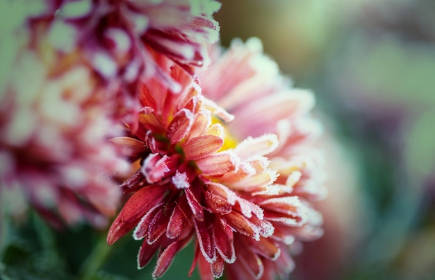 Bellissimo fiore rosa congelato nel tardo autunno al mattino