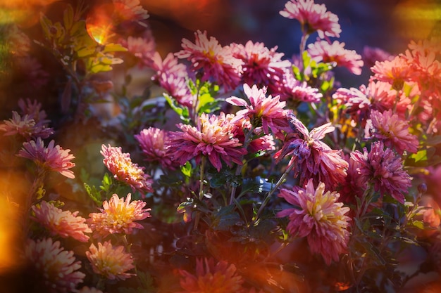 Bellissimo fiore rosa congelato nel tardo autunno al mattino