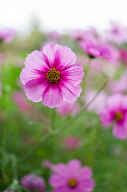 Bellissimo fiore rosa dell&#39;universo