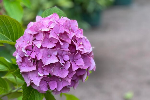 Bellissimo fiore rosa di haydrangea nel giardino estivo