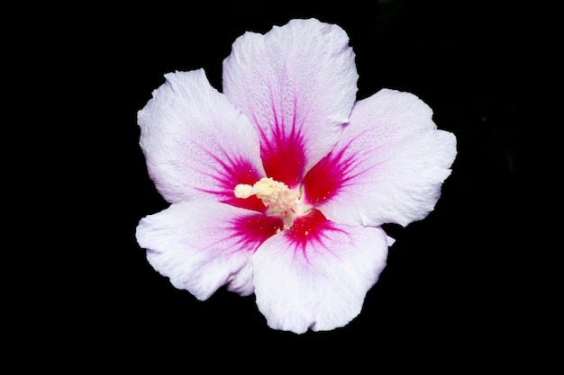 Bellissimo fiore rosa di Sharon noto anche come Hibiscus syriacus cuore rosso