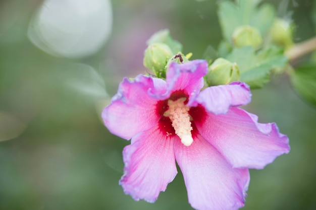 Bellissimo fiore rosa e viola da vicino nel fogliame.